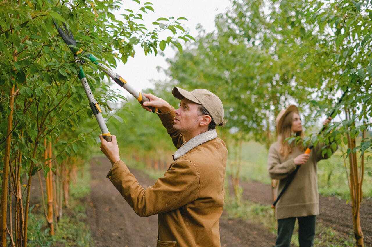 Best Tree Clearing Services  in Gilbert, MN